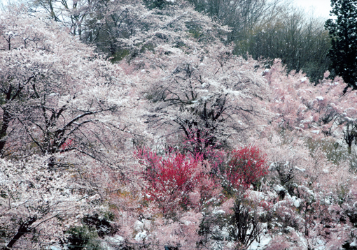 花見山レディース賞 古関 キヨ子(福島県福島市)「春なのに」
