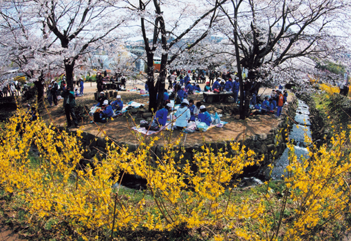 入選 渡部 久恵(栃木県宇都宮市)「桜の下で」