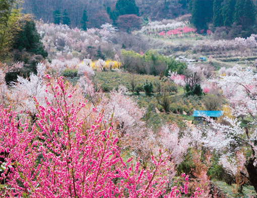 入選 清野 由美子(福島県福島市)「里山の春」
