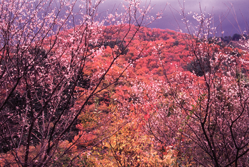 入選 遠藤 康彦(福島県福島市)「紅葉と四季桜」