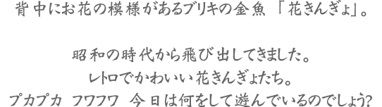 背中にお花の模様があるブリキの金魚「花きんぎょ」。昭和の時代から飛び出してきました。レトロでかわいい花きんぎょたち。プカプカ　フワフワ　今日は何をして遊んでいるのでしょう？