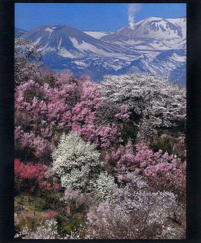 審査結果 花見山フォトコンテスト 福島県花見山のフォトコン情報