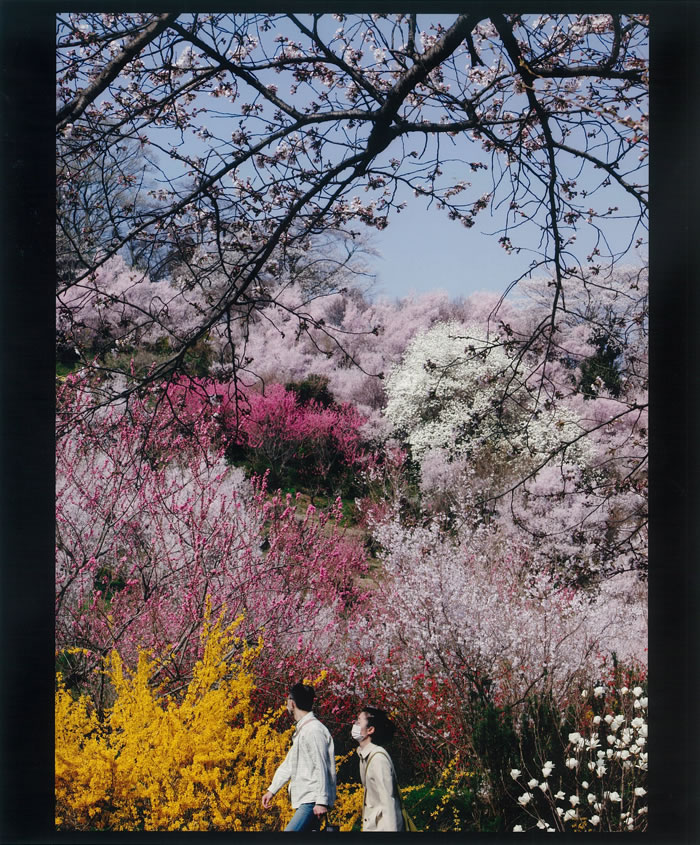 田原 寿美江（郡山市）「満開の花見山」